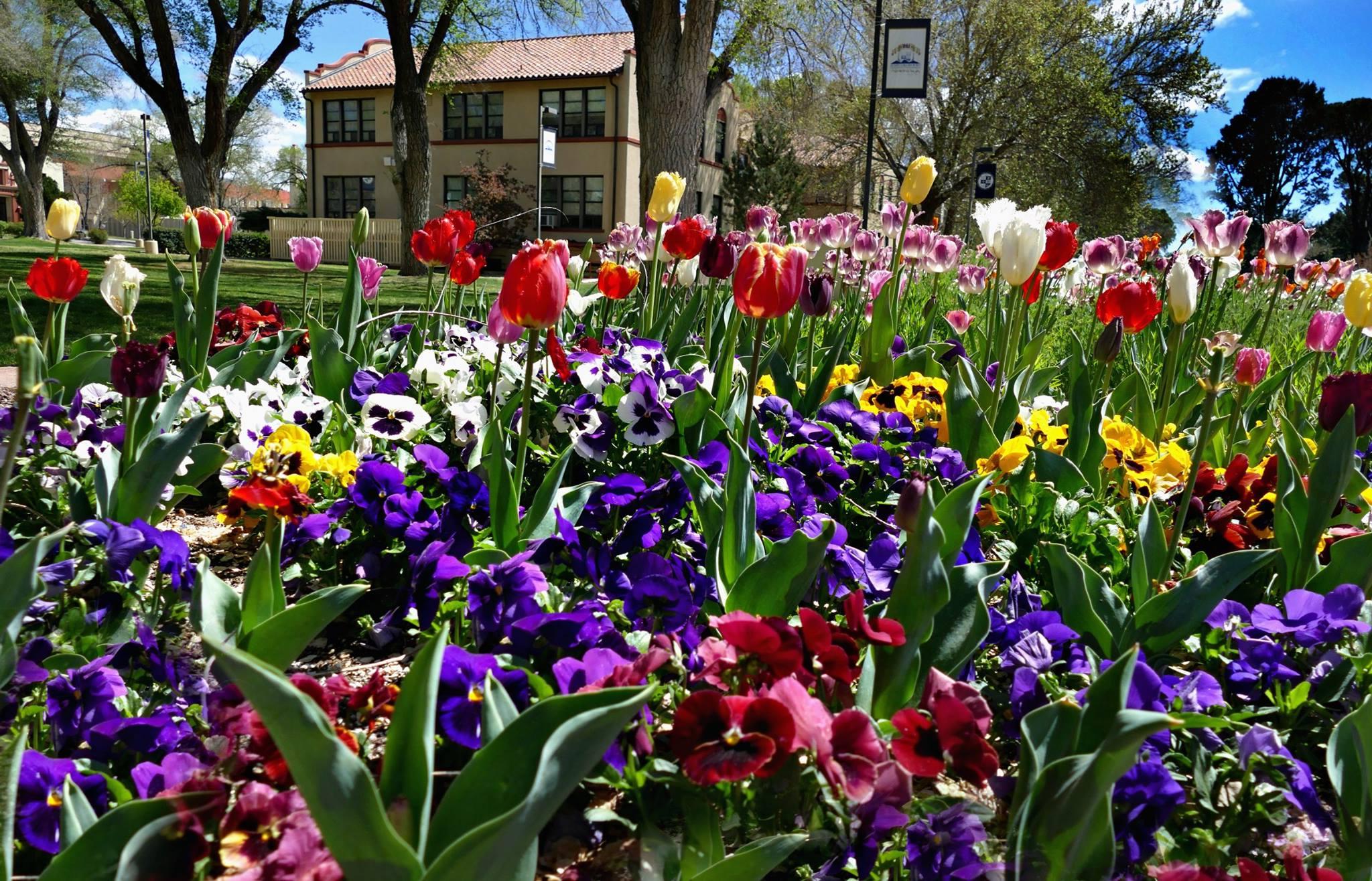 Flowers